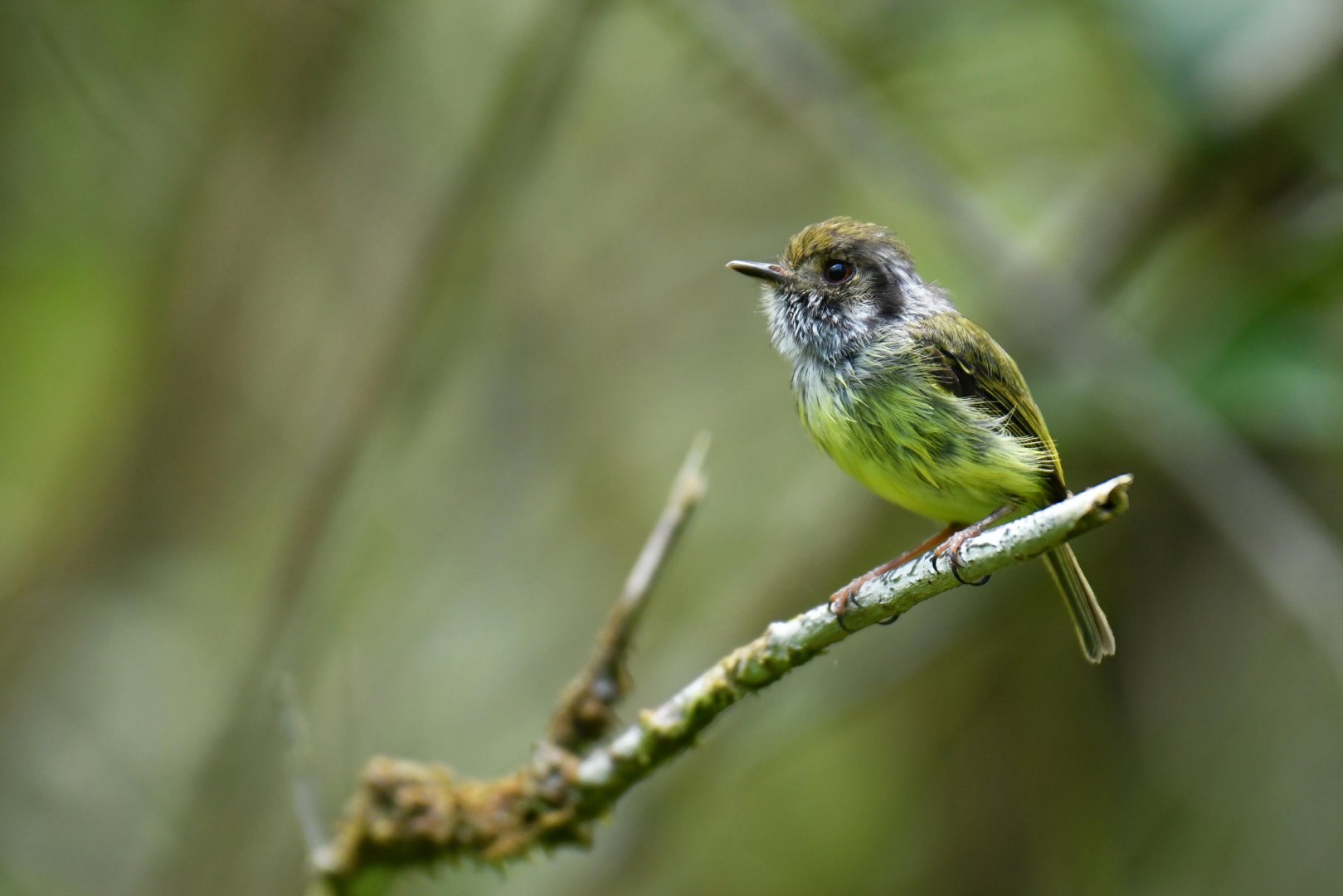 Eared pygmy tyrant (Myiornis auricularis)