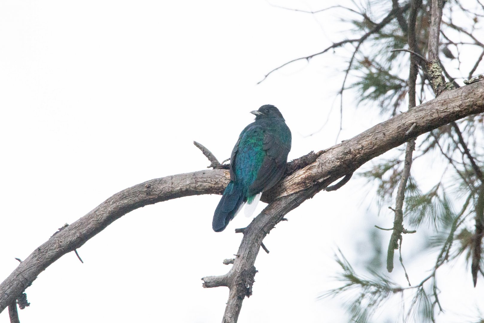 Eared Quetzal- Euptilotis neoxenus
