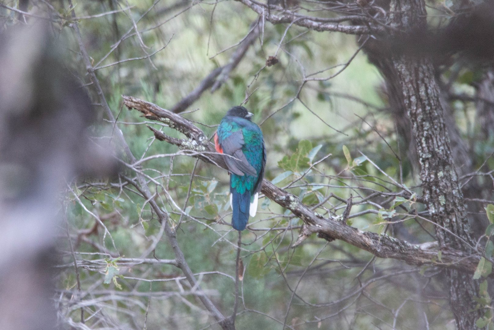 Eared Quetzal- Euptilotis neoxenus