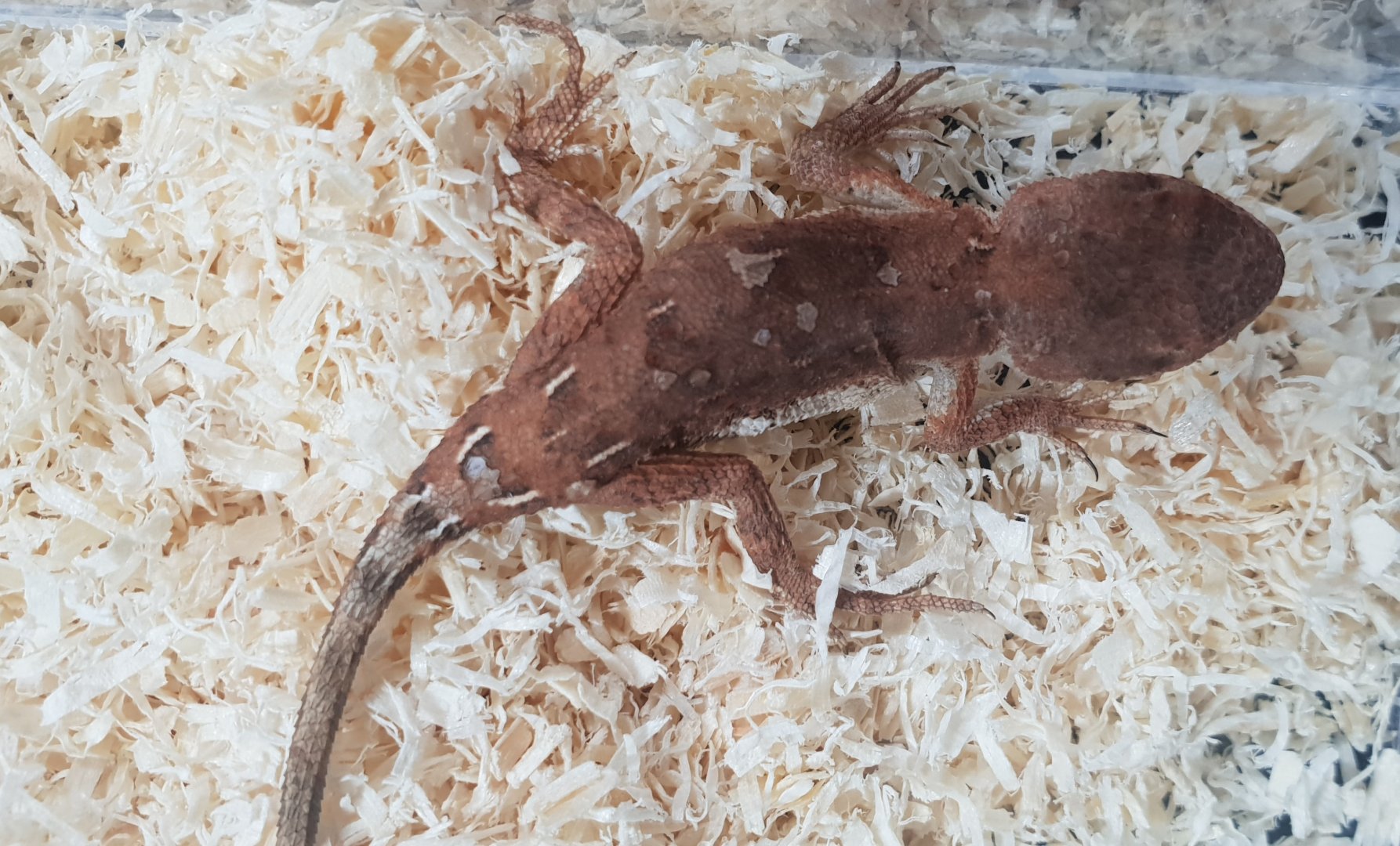 Earless dragon - Tympanocryptis tetraporophora