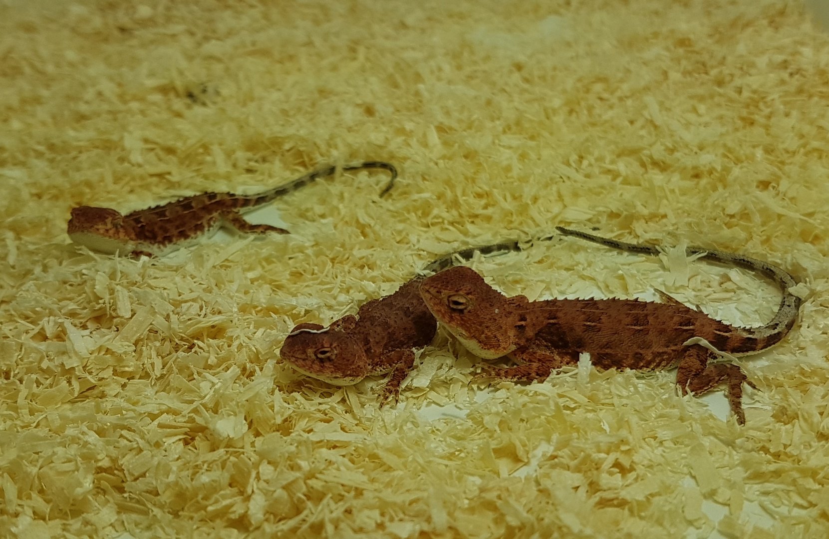 Earless dragons - Tympanocryptis tetraporophora