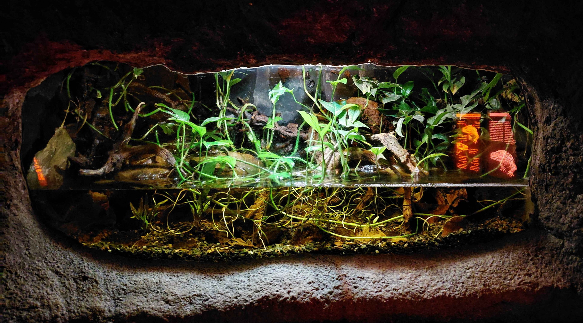 Earless monitor lizard exhibit