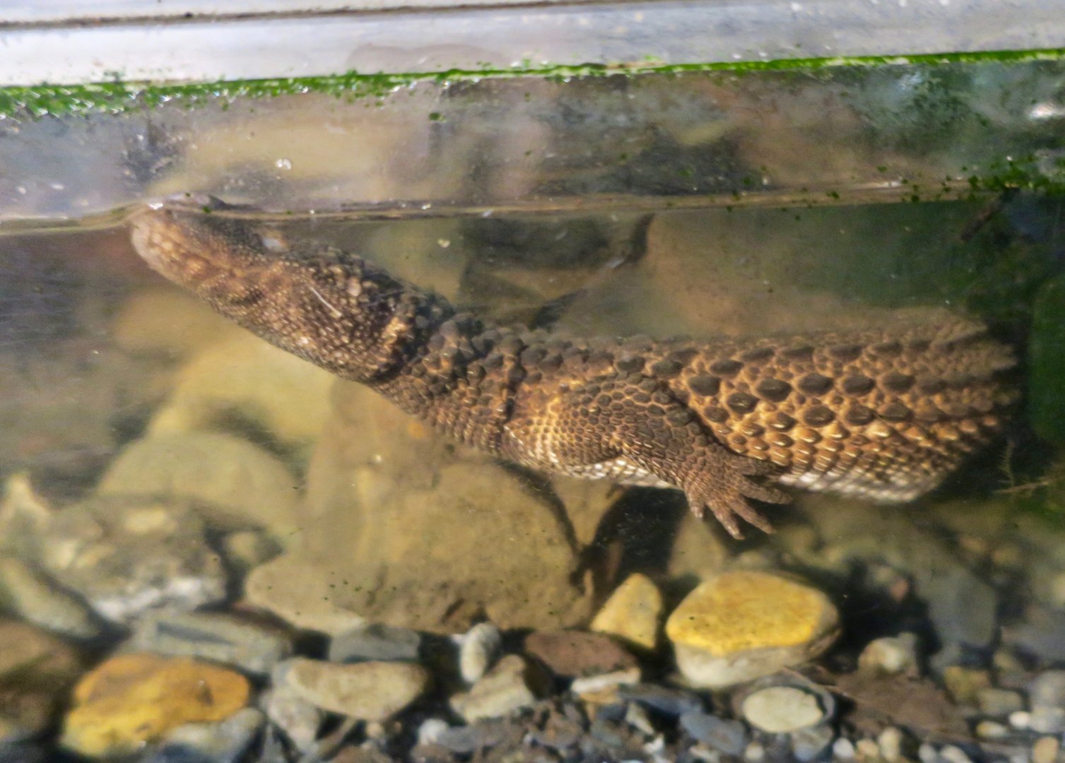 Earless Monitor Lizard (Lanthanotus borneensis)