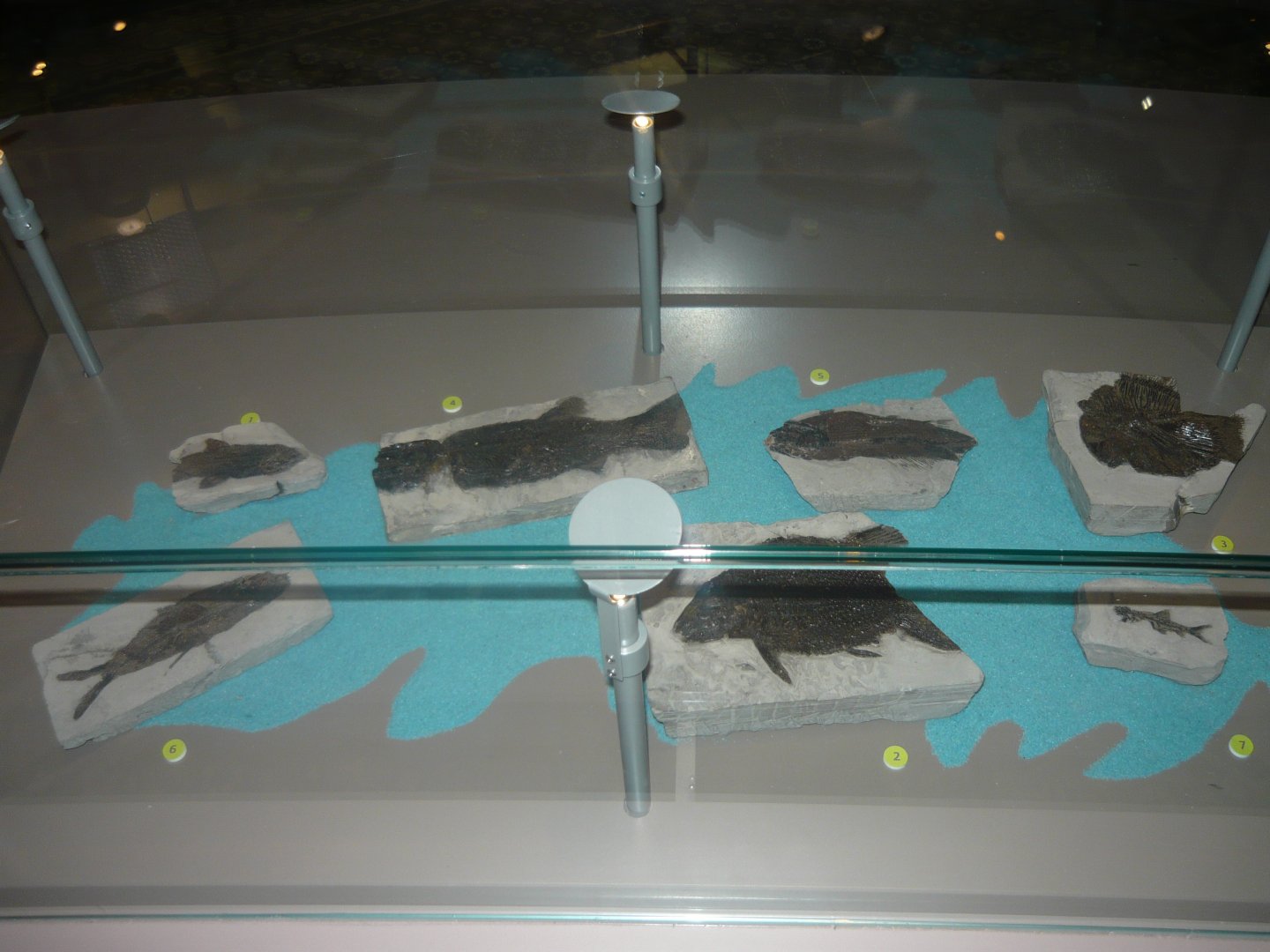 Early Cretaceous fishes of Bernissart, Belgium