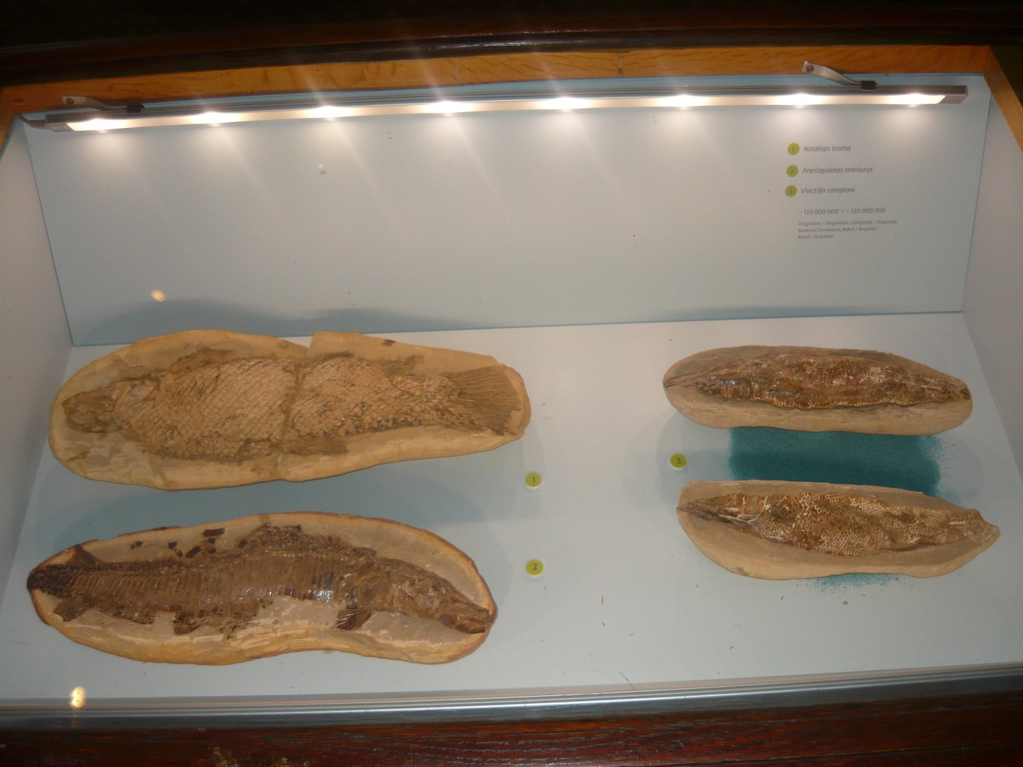 Early Cretaceous fishes of Santana Formation, Brazil