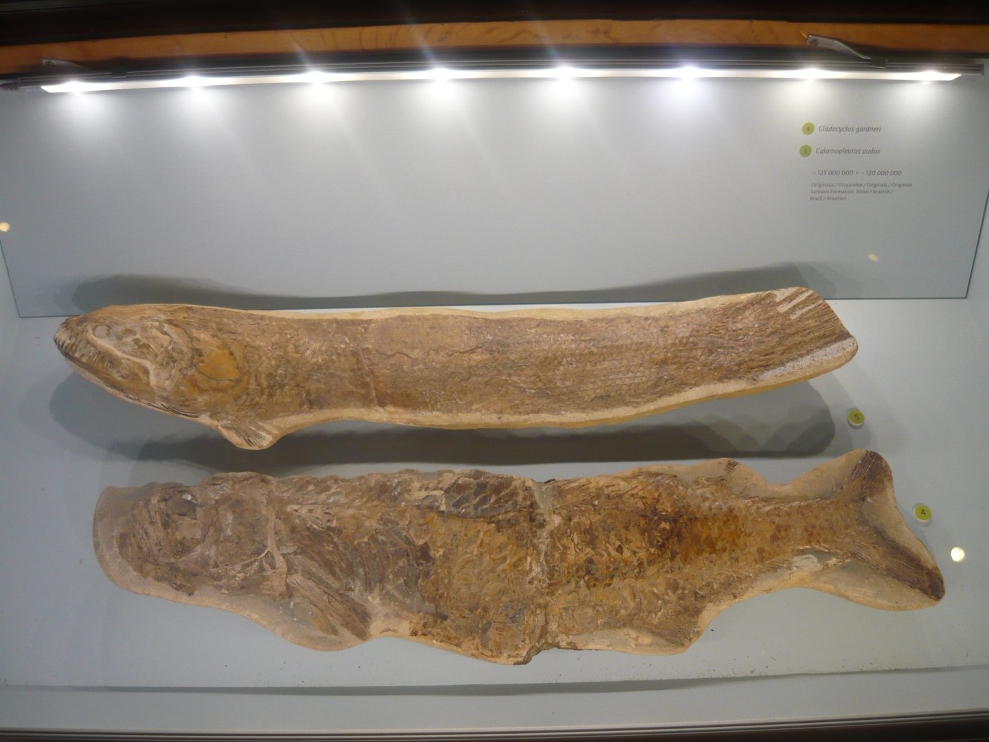 Early Cretaceous fishes of Santana Formation, Brazil