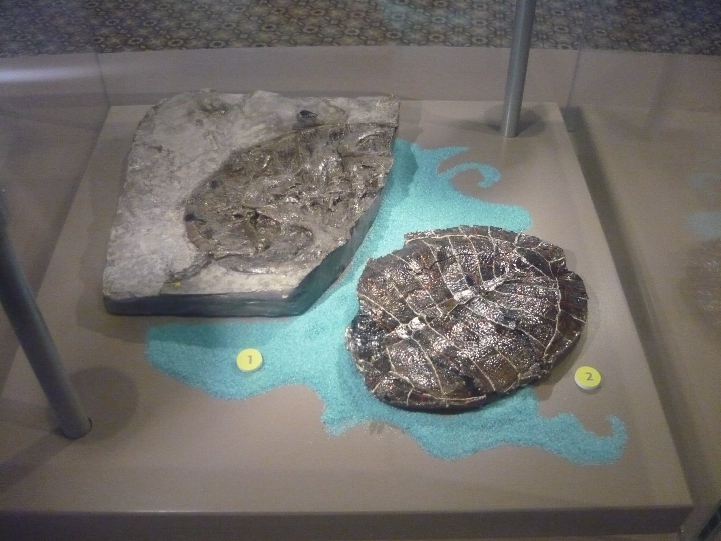 Early Cretaceous turtles of Bernissart, Belgium