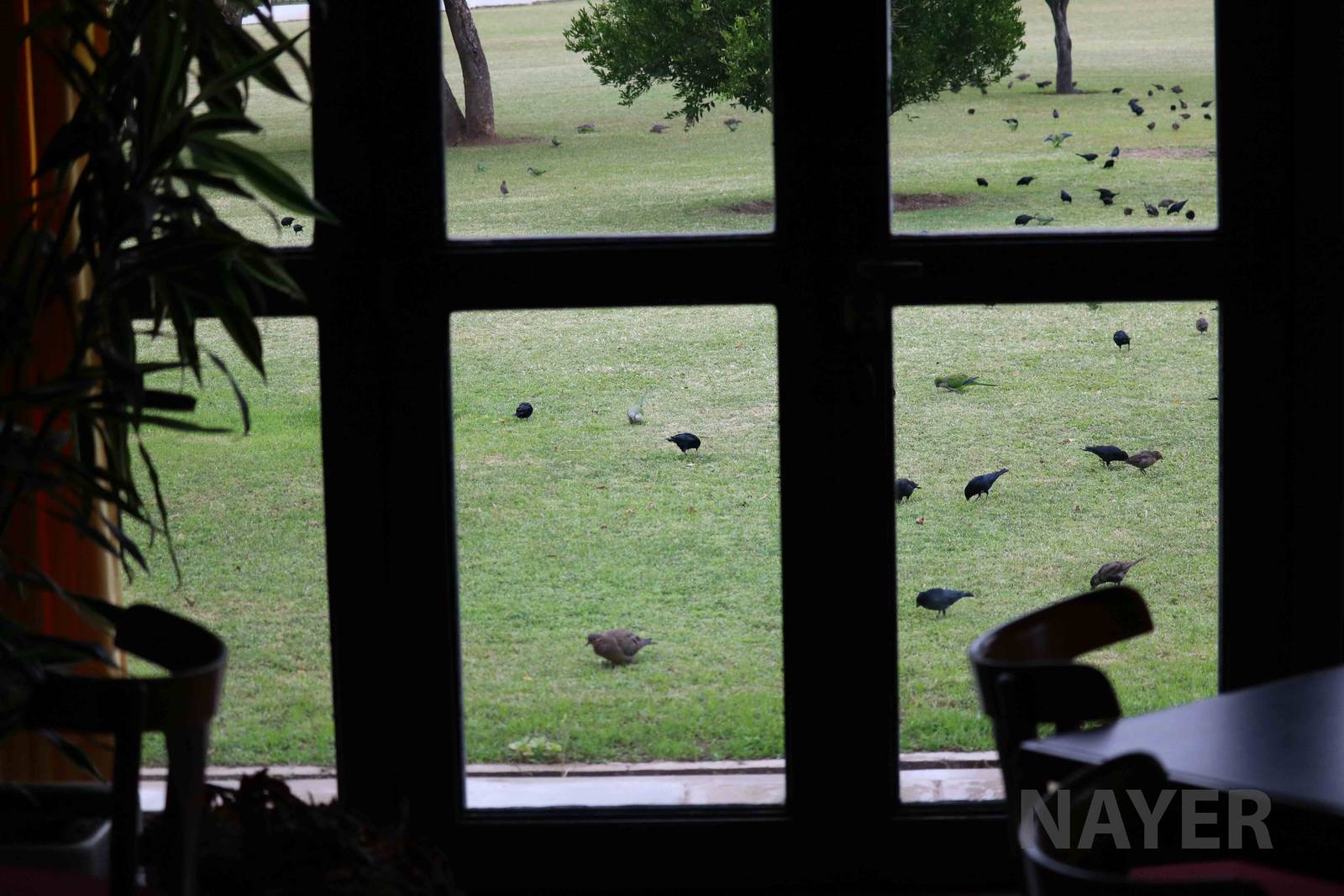 Early morning birds outside our lodge, April 2016