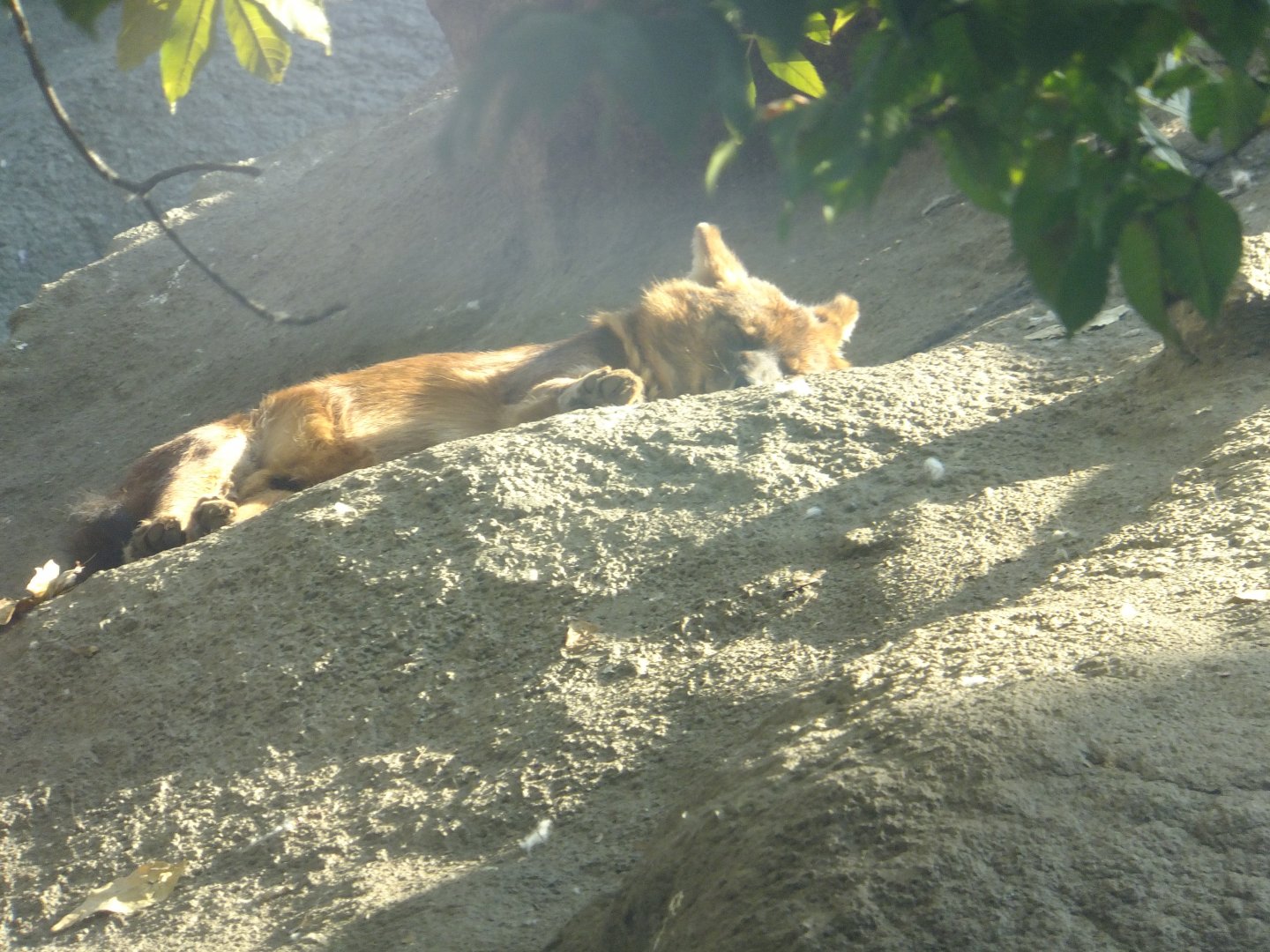 Early morning (Dhole)