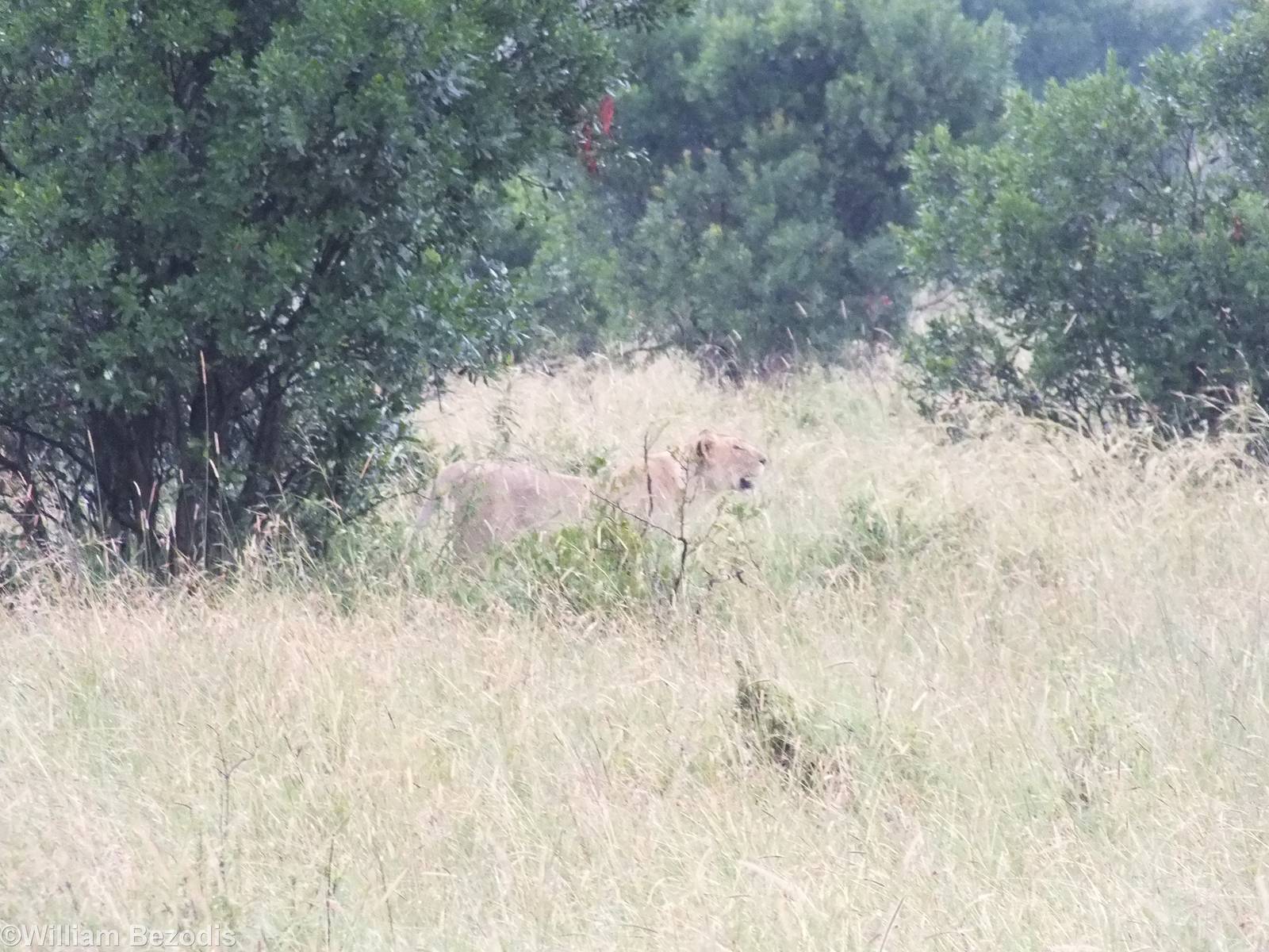 Early Morning Lion - Maasai Mara