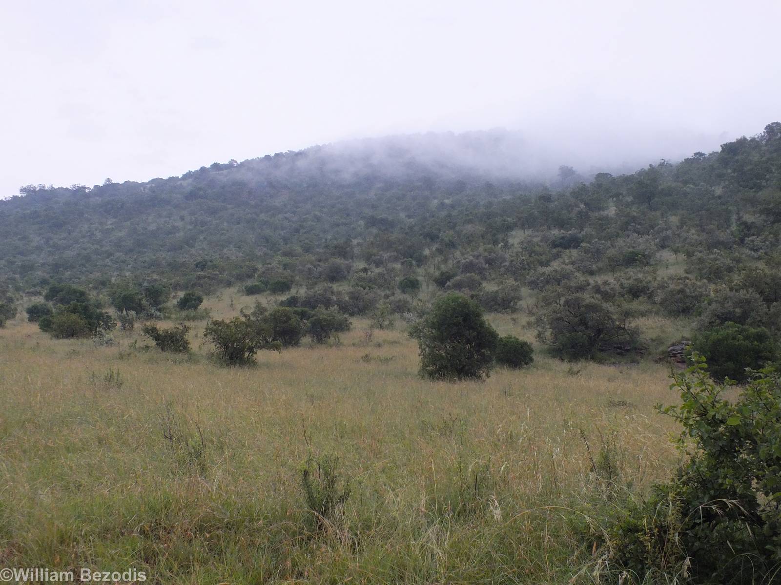 Early Morning View - Maasai Mara