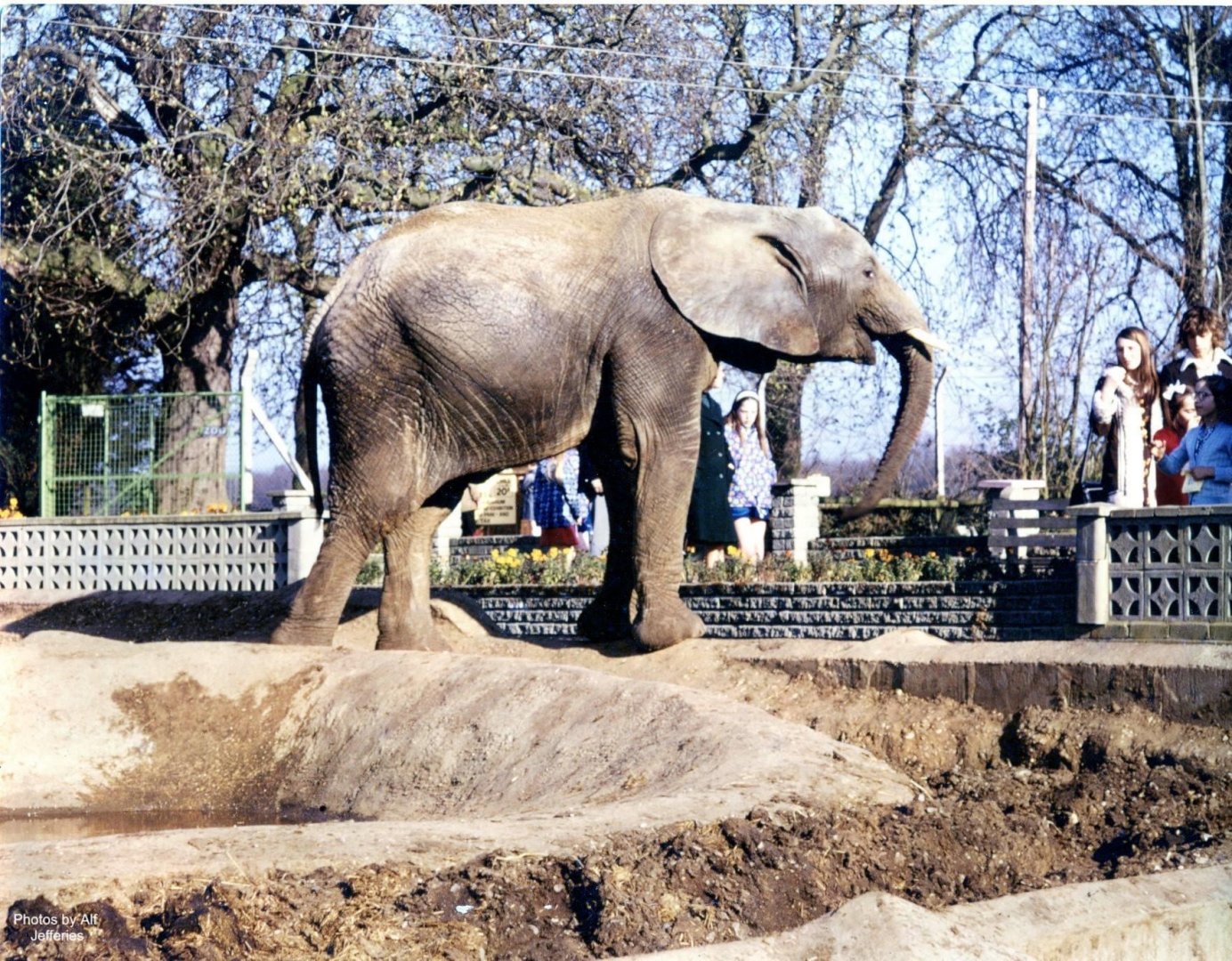 Early photo of one of the elephants in the original enclosure