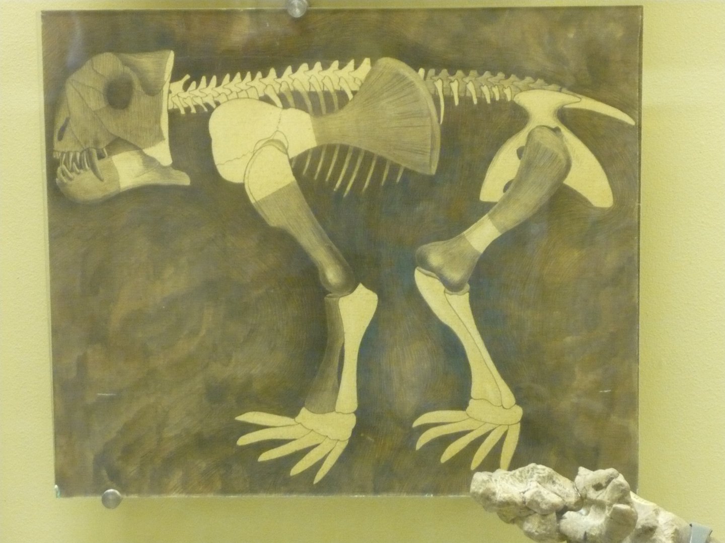 Early reconstruction of Deuterosaurus skeleton
