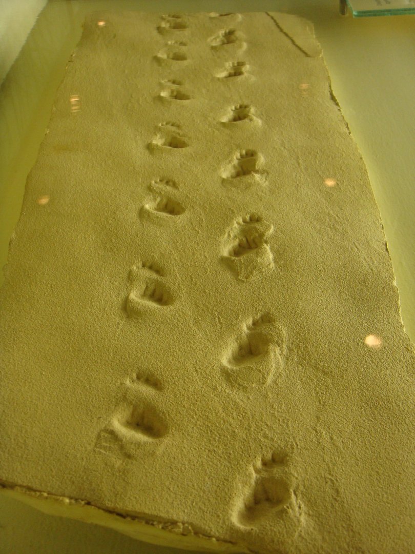 Early tetrapod track