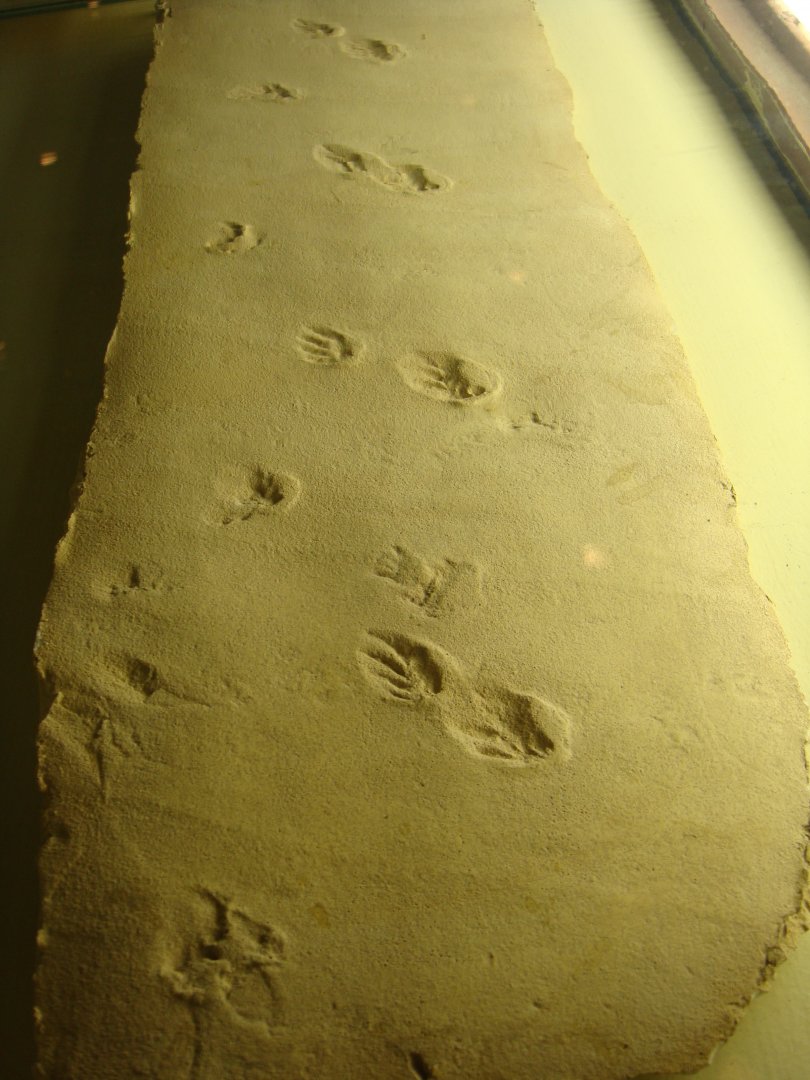Early tetrapod track