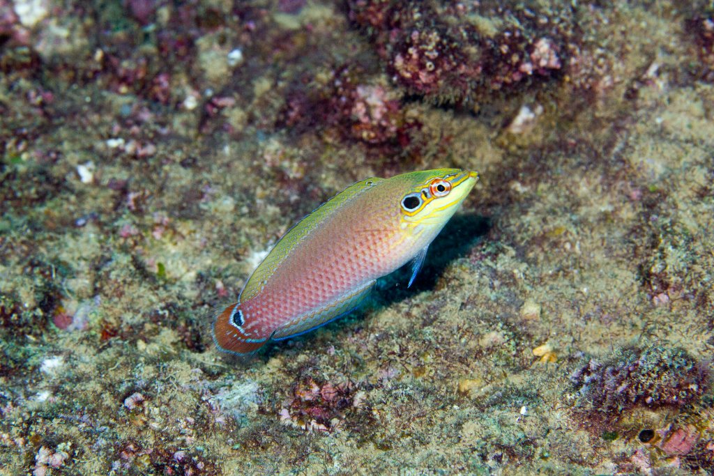 Earmuff Wrasse