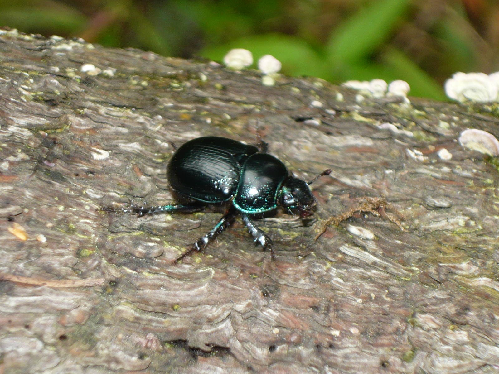 Earth-boring dung beetle (Geotrupes sp.)