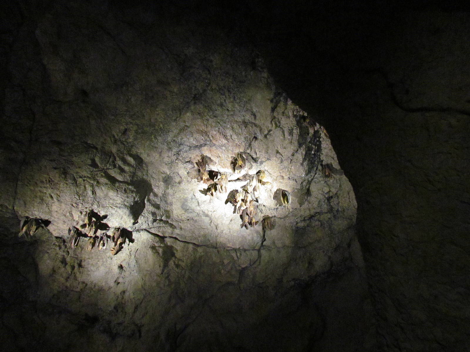 Earth Science Center - Artificial Bat Display