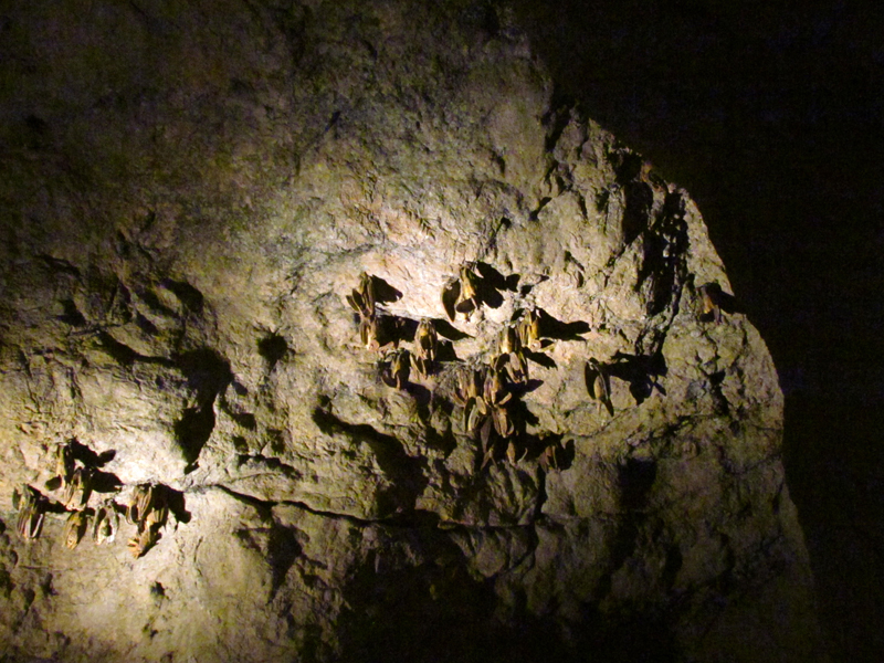 Earth Science Center - California Leaf-nosed Bat Sculptures