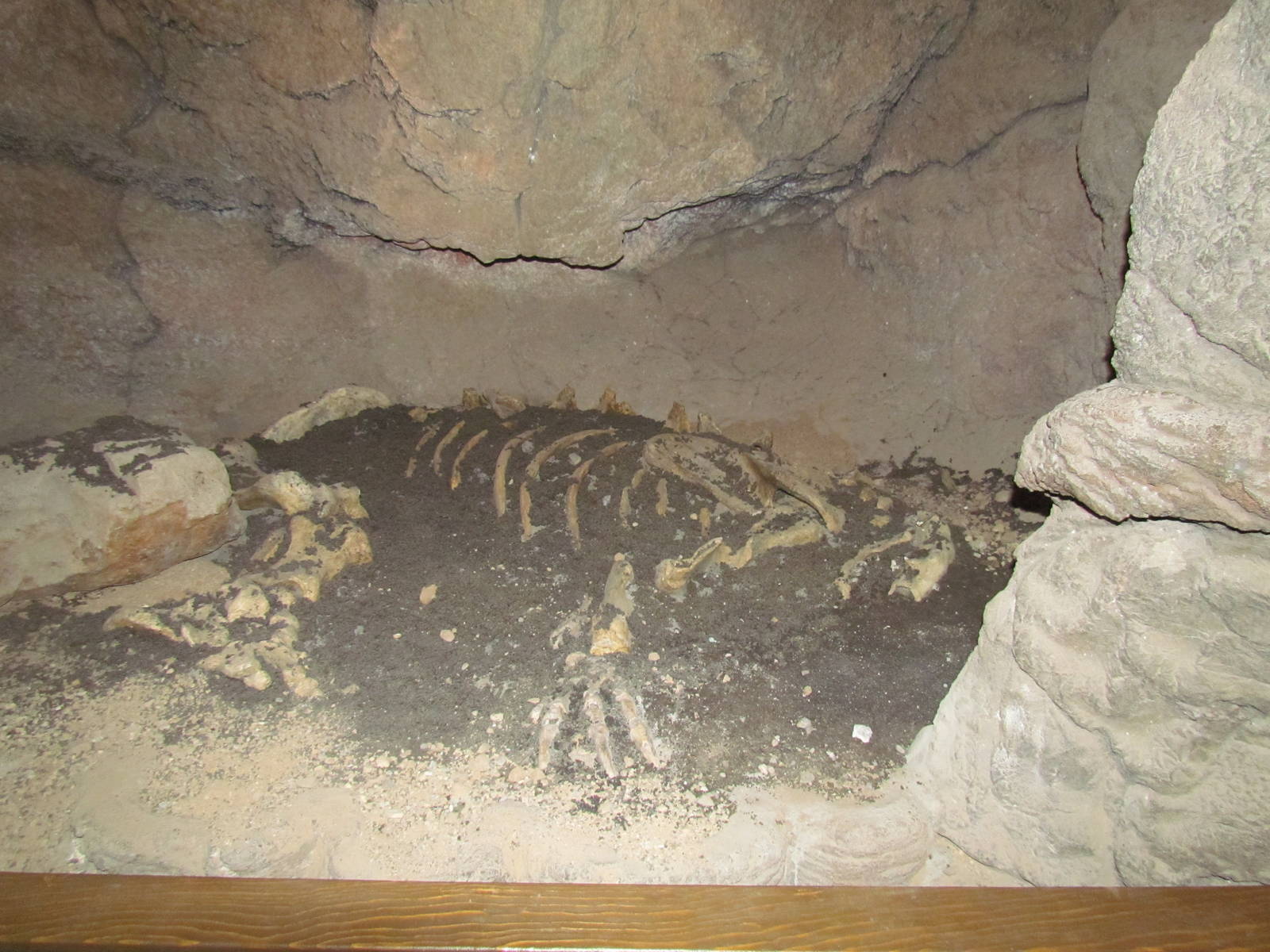 Earth Science Center - Ground Sloth Fossil Display