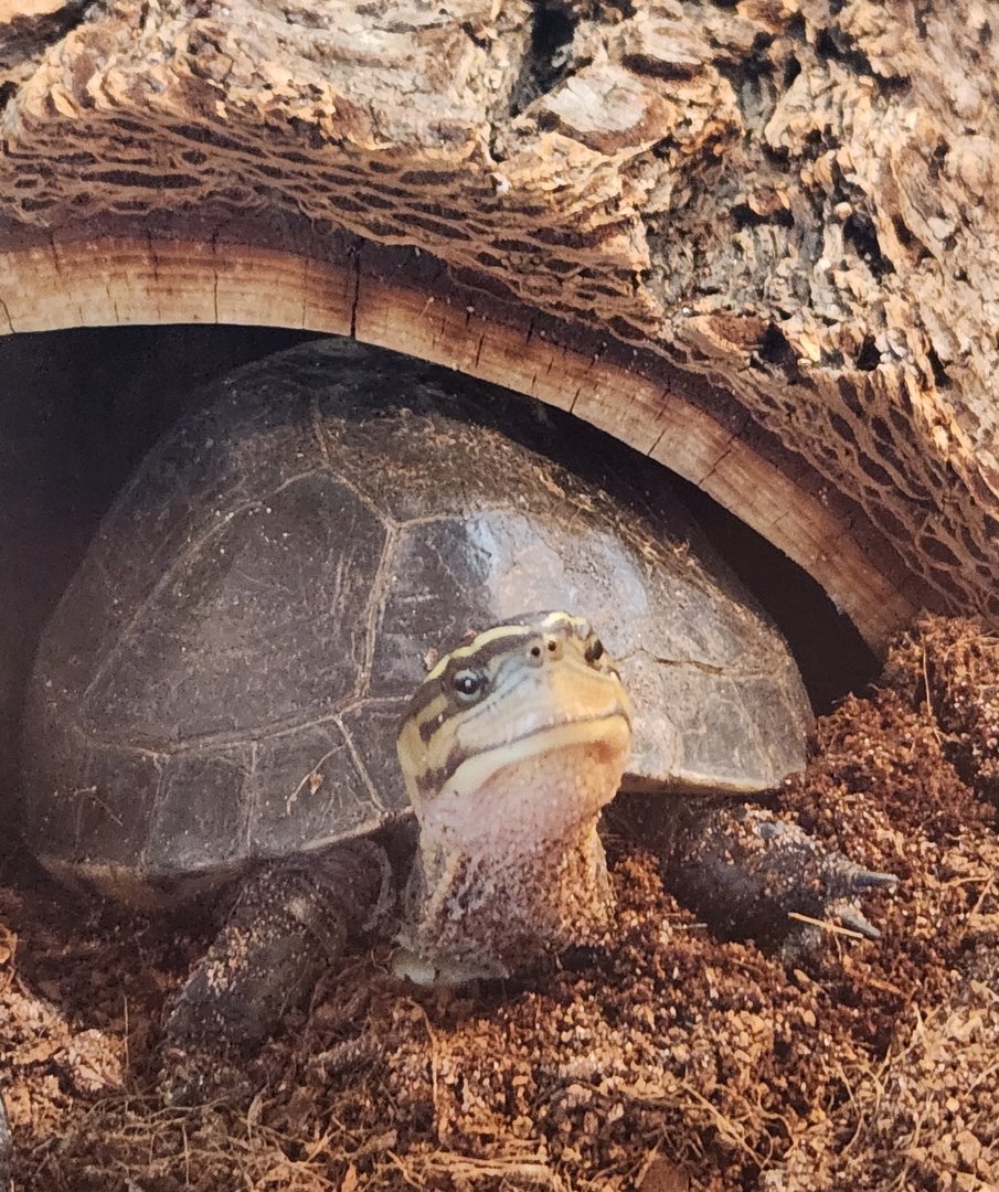 Earthplace - Amboina Box Turtle