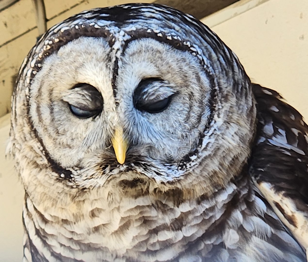 Earthplace - Barred Owl