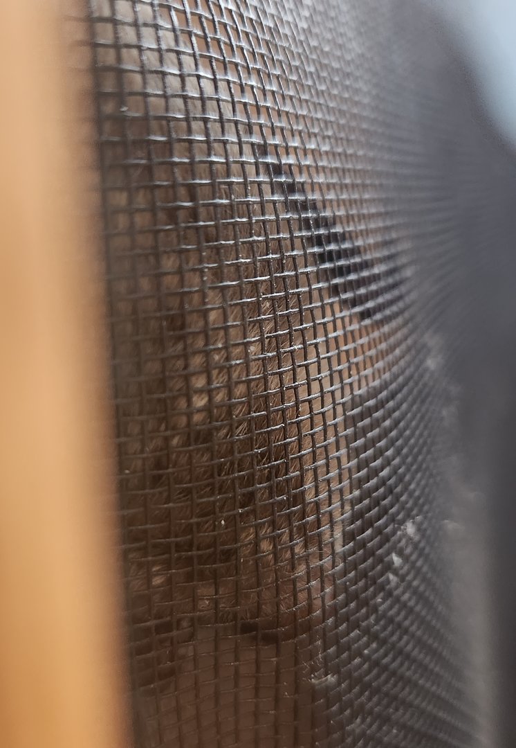 Earthplace - Big Brown Bat hiding