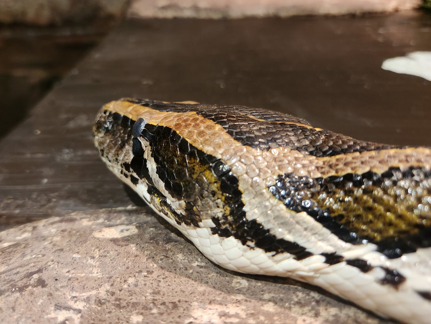 Earthplace - Burmese Python