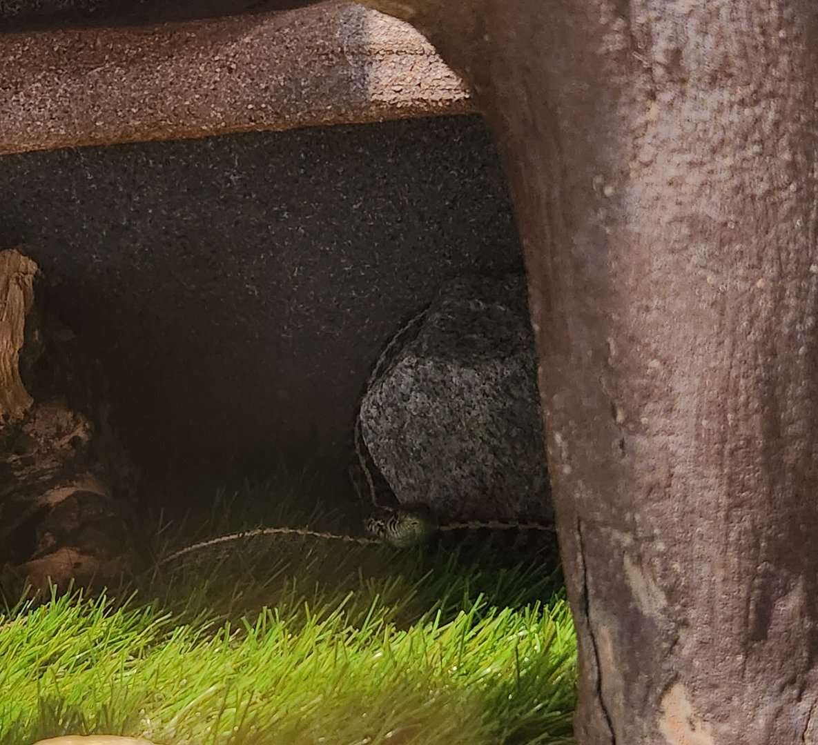 Earthplace - Checkered Garter Snake