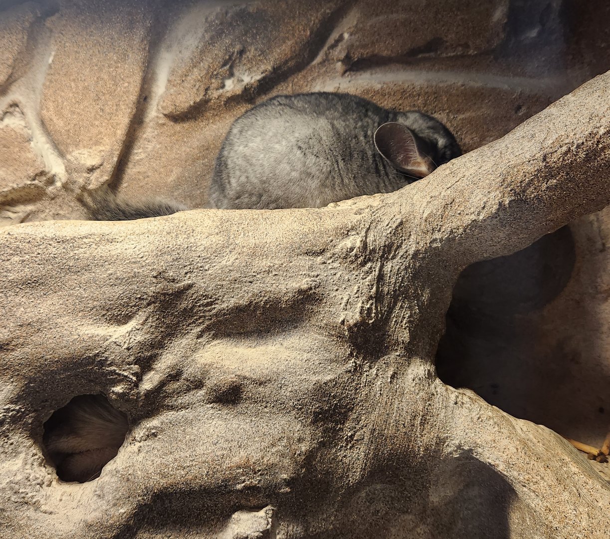 Earthplace - Chilean Chinchilla