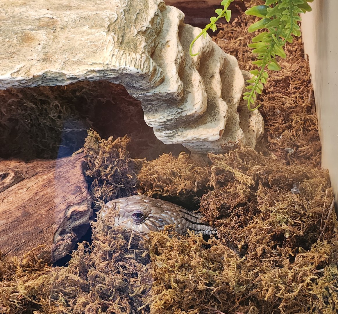 Earthplace - Common Blue-tongued Skink