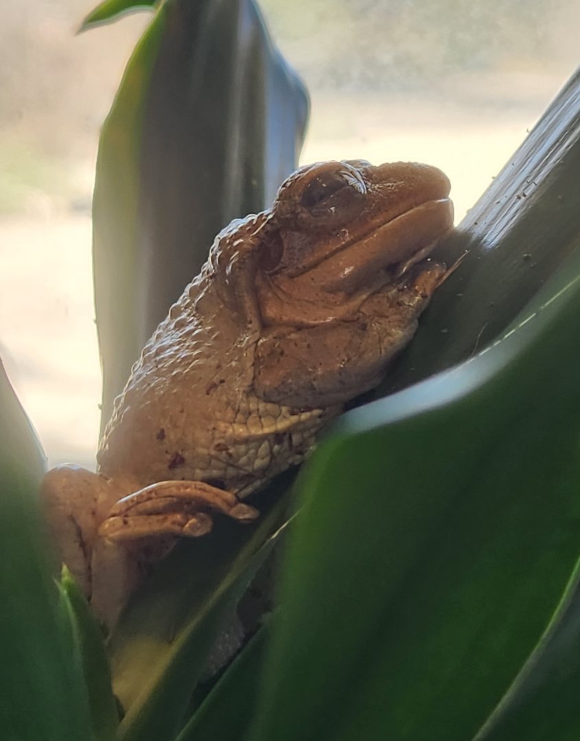 Earthplace - Cuban Tree Frog