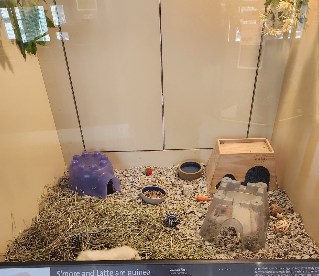 Earthplace - Four-toed Hedgehog exhibit