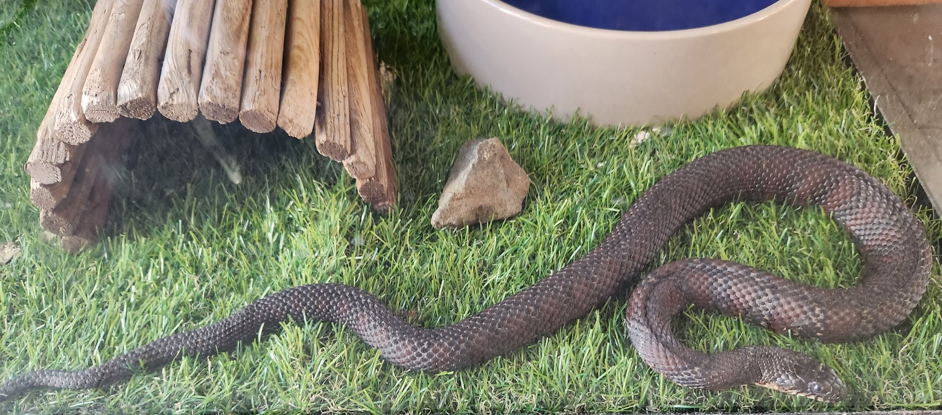 Earthplace - Northern Water Snake