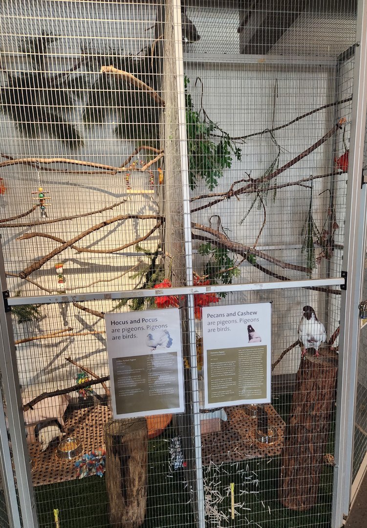 Earthplace - Pigeon enclosure