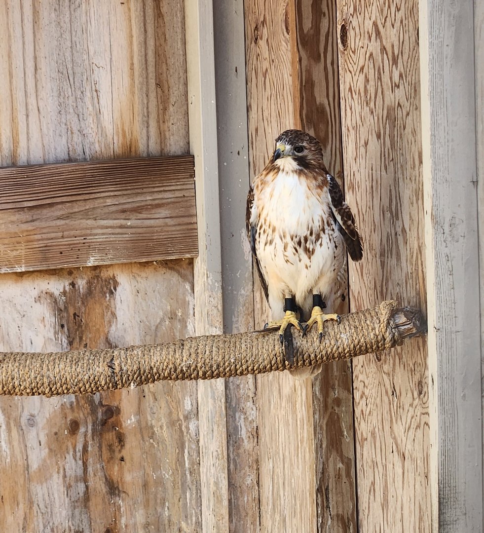 Earthplace - Red-tailed Hawk