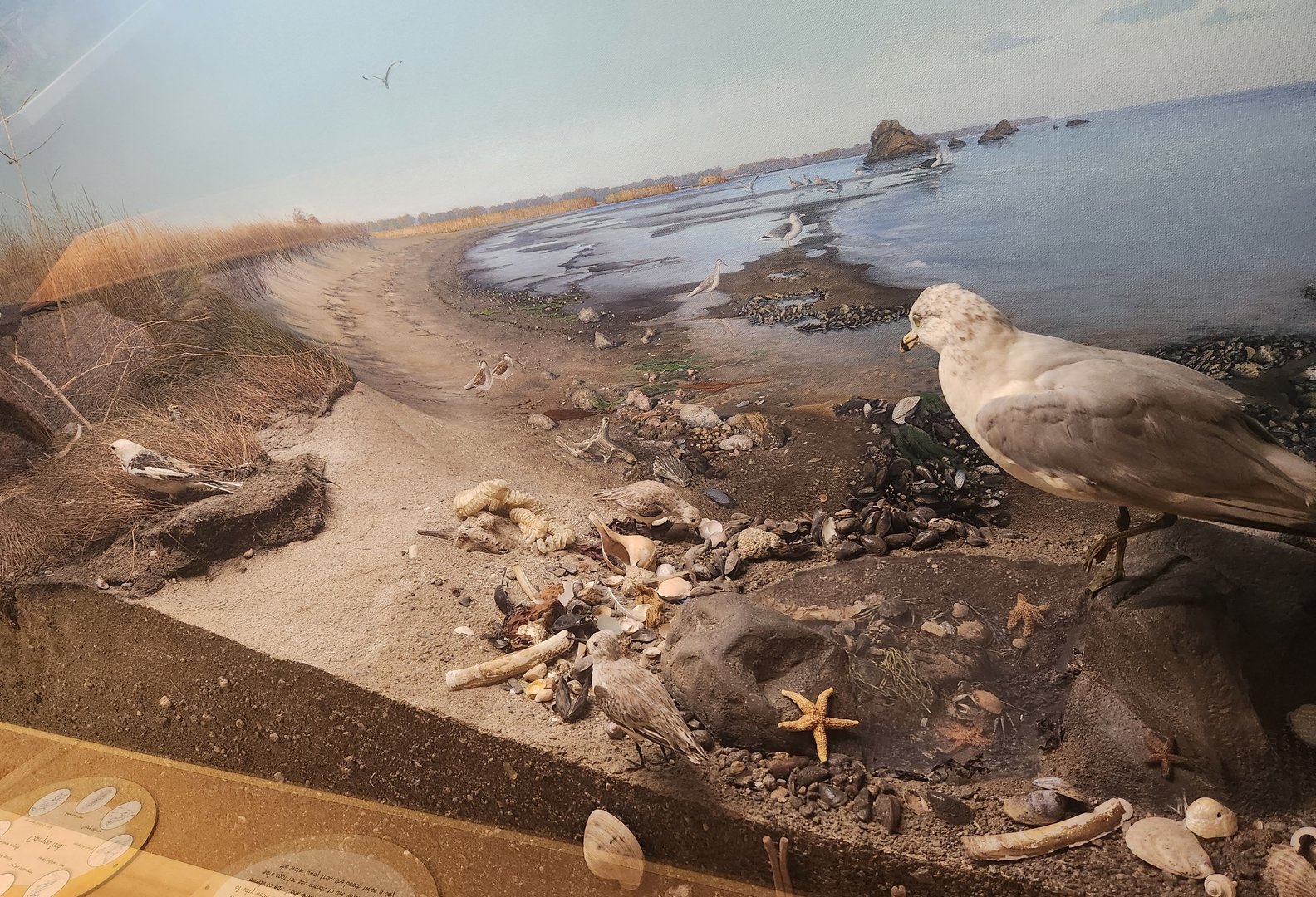 Earthplace - Shore diorama