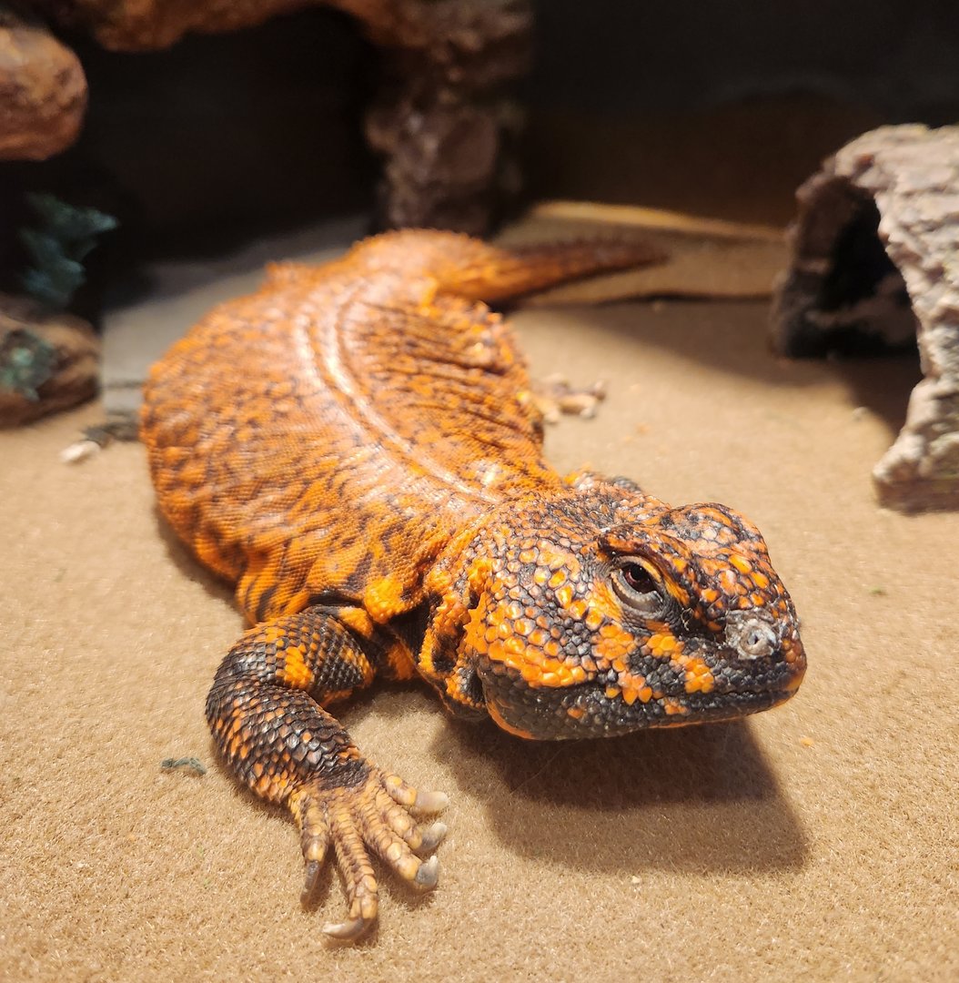 Earthplace - Uromastyx geyri