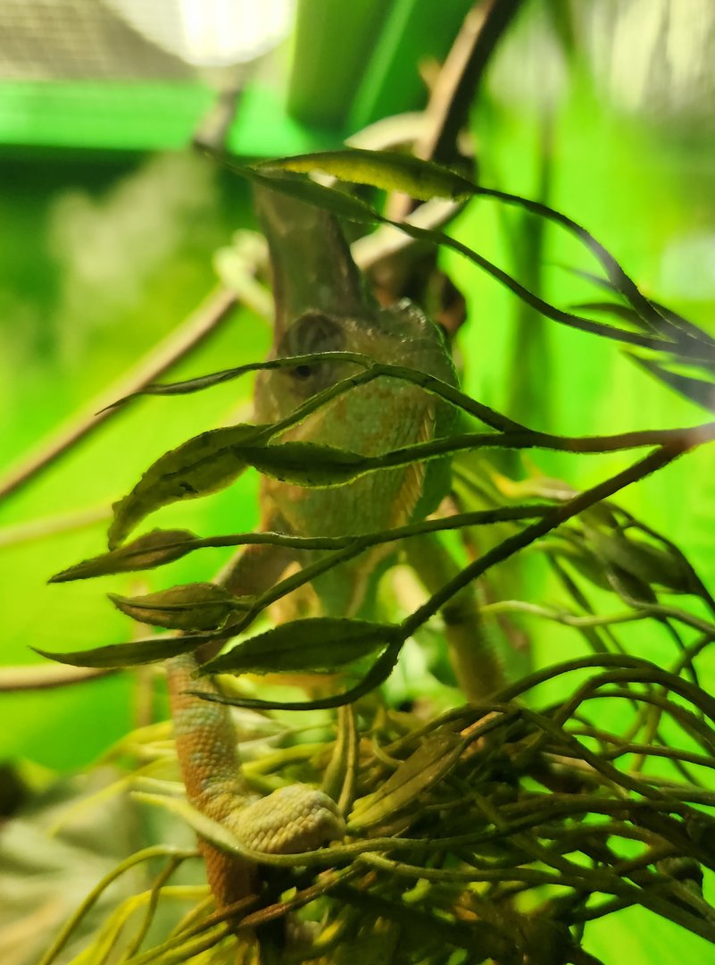 Earthplace - Veiled Chameleon