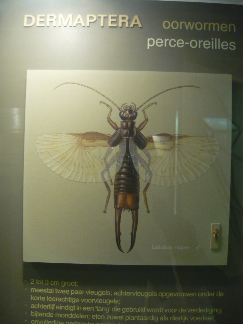 Earwigs (Dermaptera) info