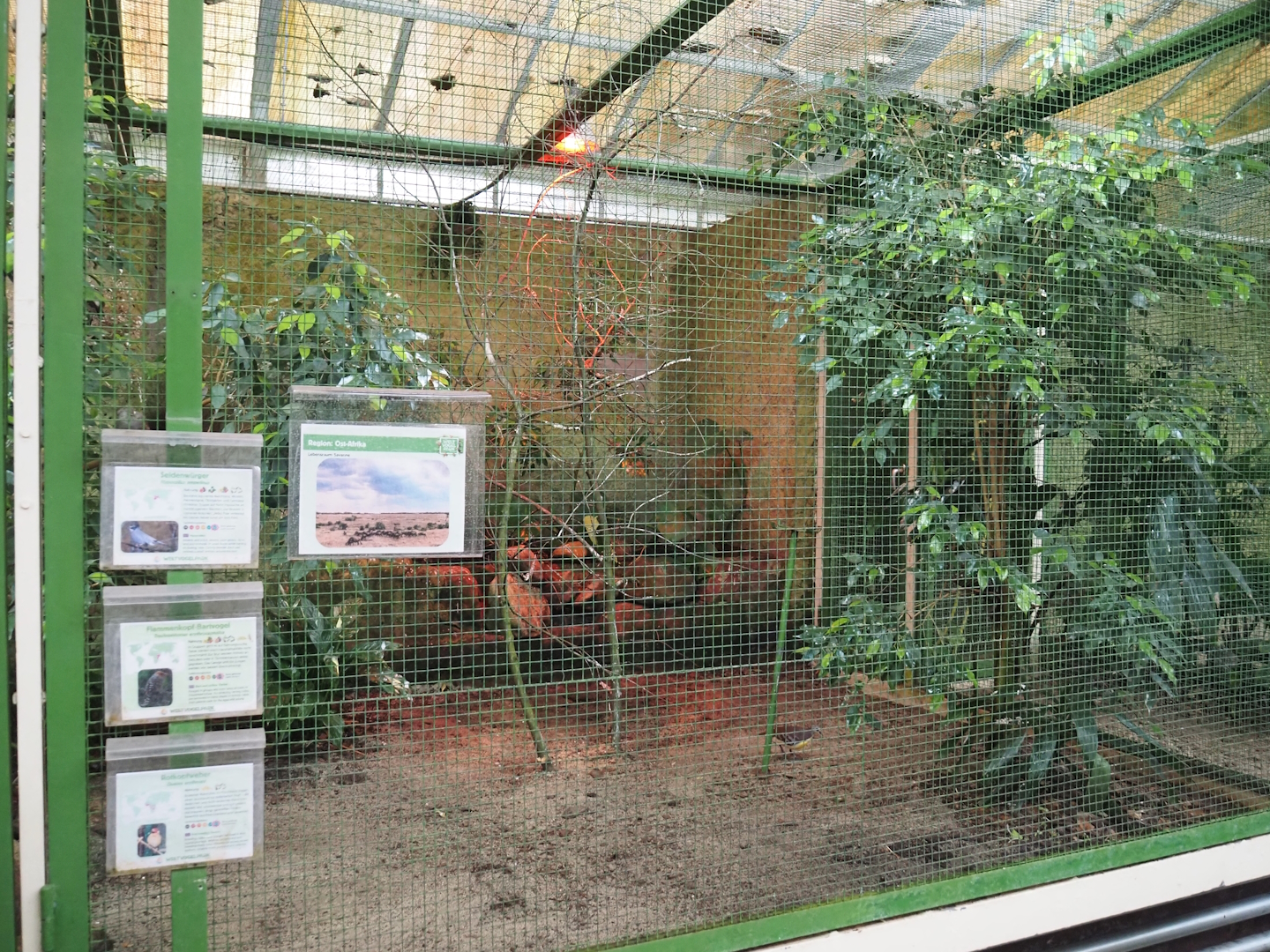 East Africa aviary, 2024-05-22