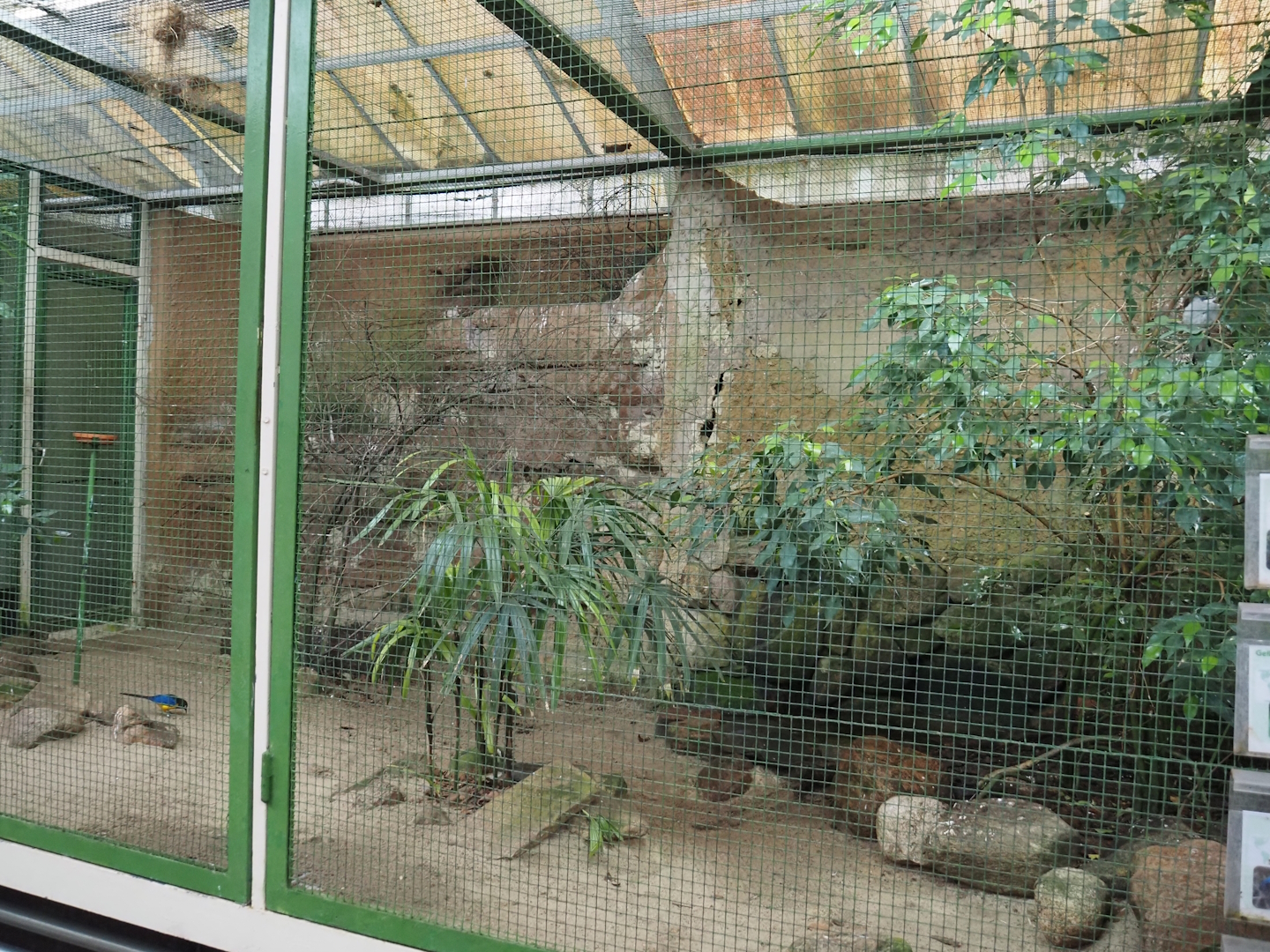 East Africa aviary, 2024-05-22