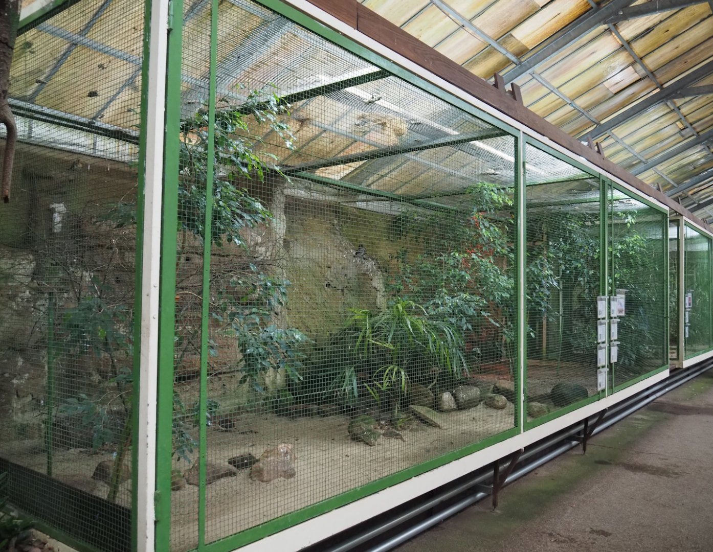 East Africa aviary, 2024-05-22