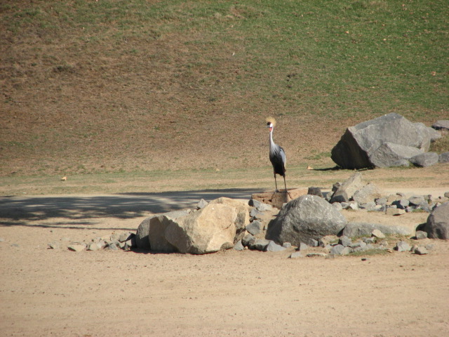 East Africa - East African Crowned Crane