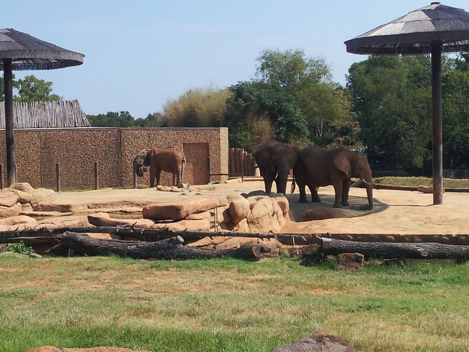 East Africa (elephants)