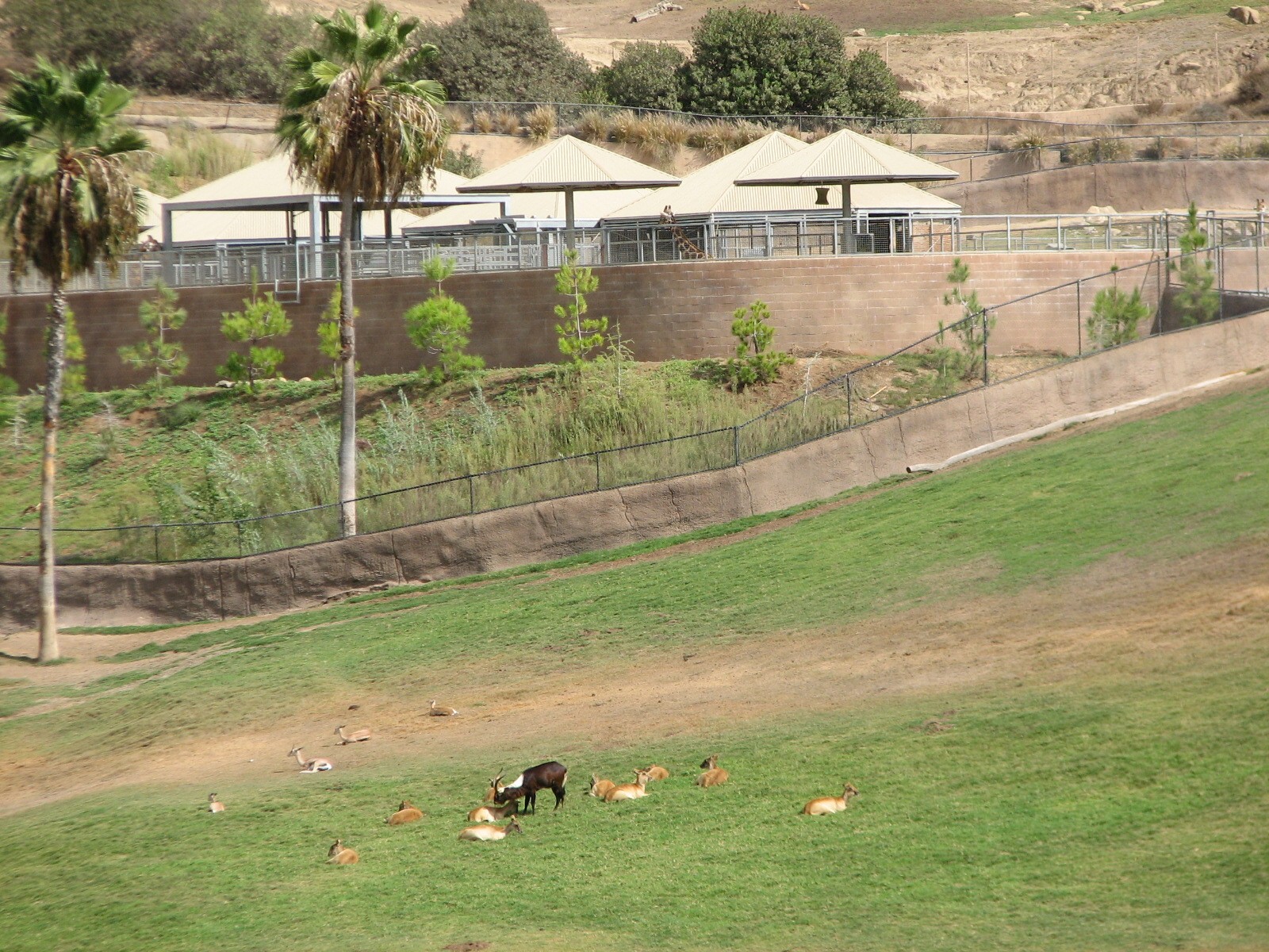 East Africa Exhibit - Nile Lechwe