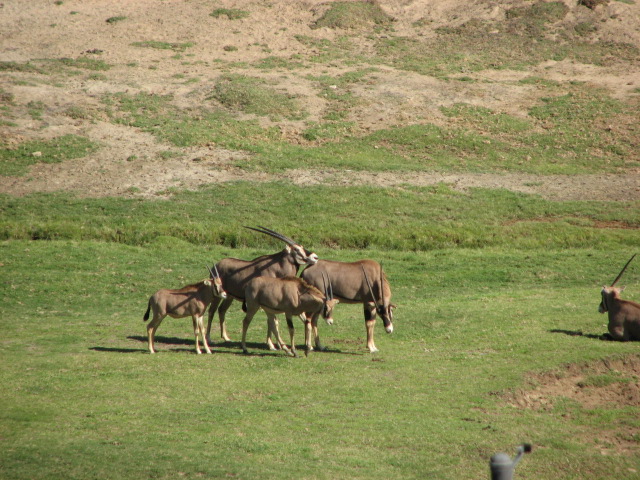 East Africa - Fringe-eared Oryx