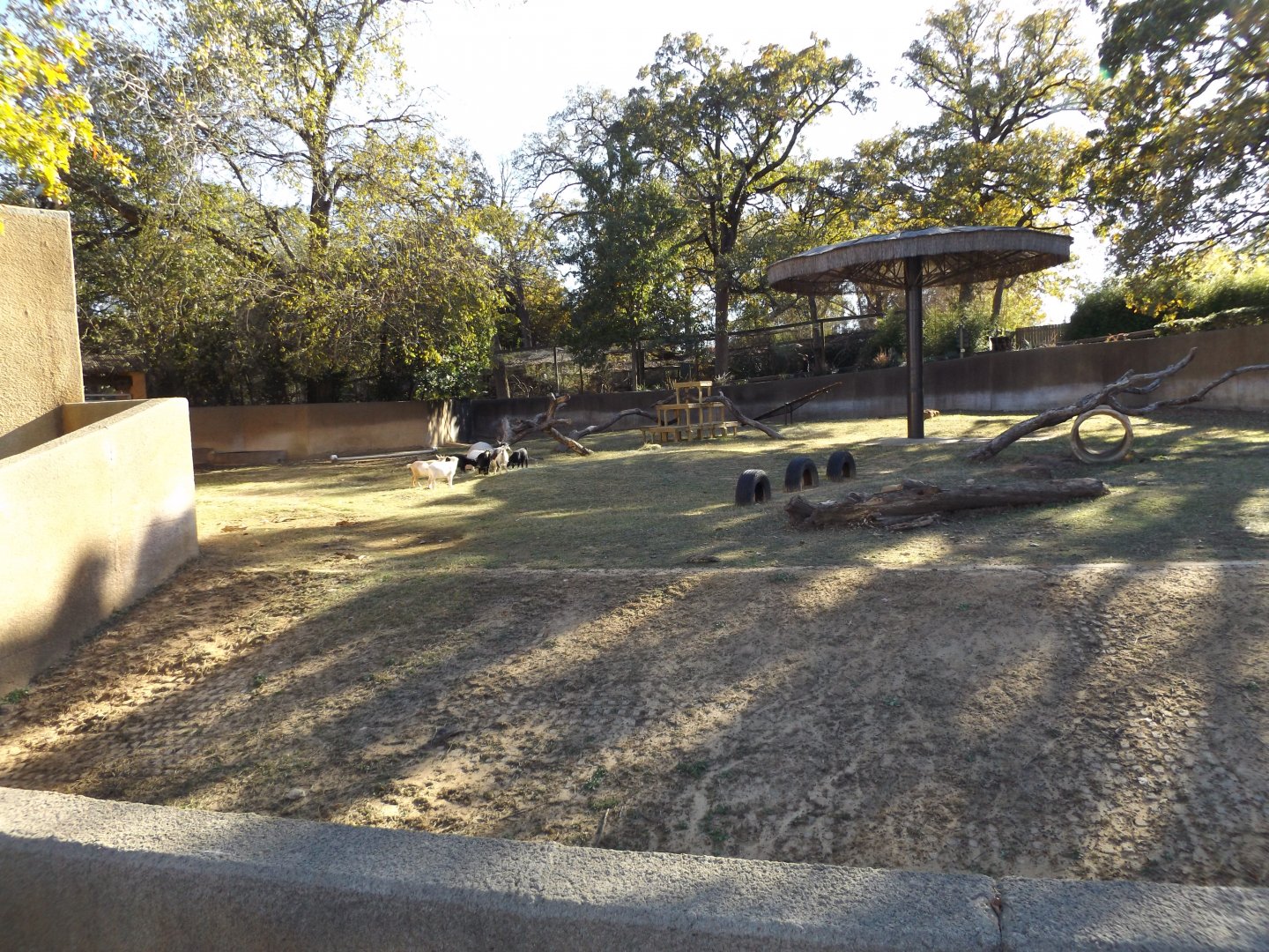 East Africa- Goat Exhibit