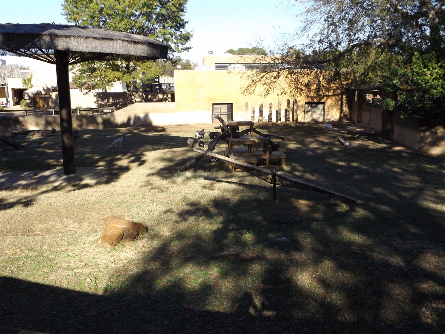 East Africa- Goat Exhibit