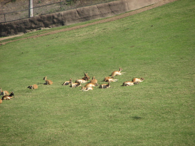 East Africa - Nile Lechwe